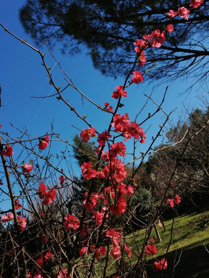 Reve D'Emma Bed & Breakfast Plan-d'Orgon Bagian luar foto